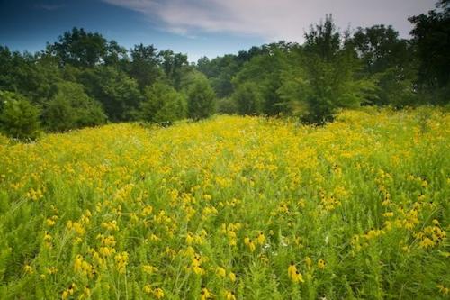 Prairie Coneflower;Blossoms;Cedar Glade;Petals;Flowering;Blossom;Pistil;Floret;Floweret;Stamen;Flowers;Tennessee;Landscape;Yellow;Flower;Panoramic;Petal;Couchville Cedar Glade State Natural Area;Green;Bloom